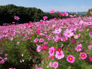 20161030_コスモス園