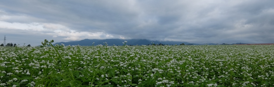 2015-8-28_大蔵村のソバ畑